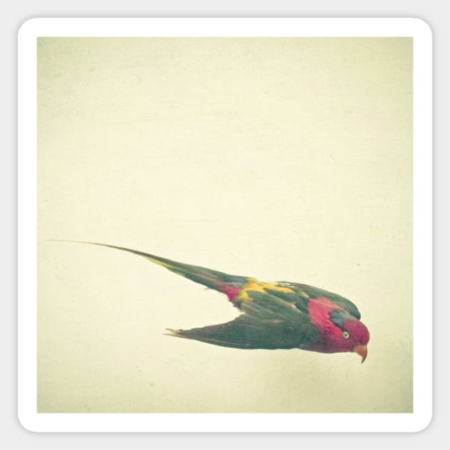 Bird Study #4 Sticker by Cassia